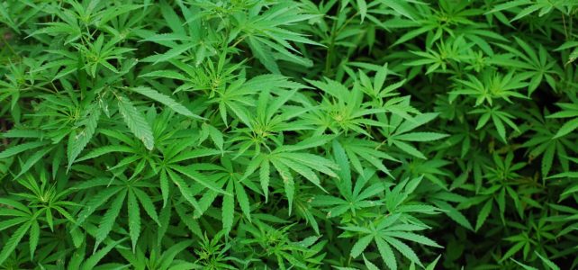 Coltivazione della Cannabis Sativa, ecco le regole del MIPAAF
