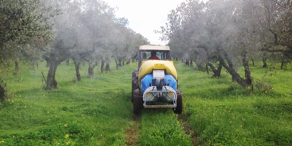 Xylella: disposizioni riguardanti trattamenti fitosanitari in regime di agricoltura biologica e convenzionale da effettuare sulle piante di olivo nelle aree delimitate