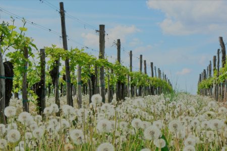 autorizzazione vigneti