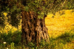 espianto alberi di ulivo